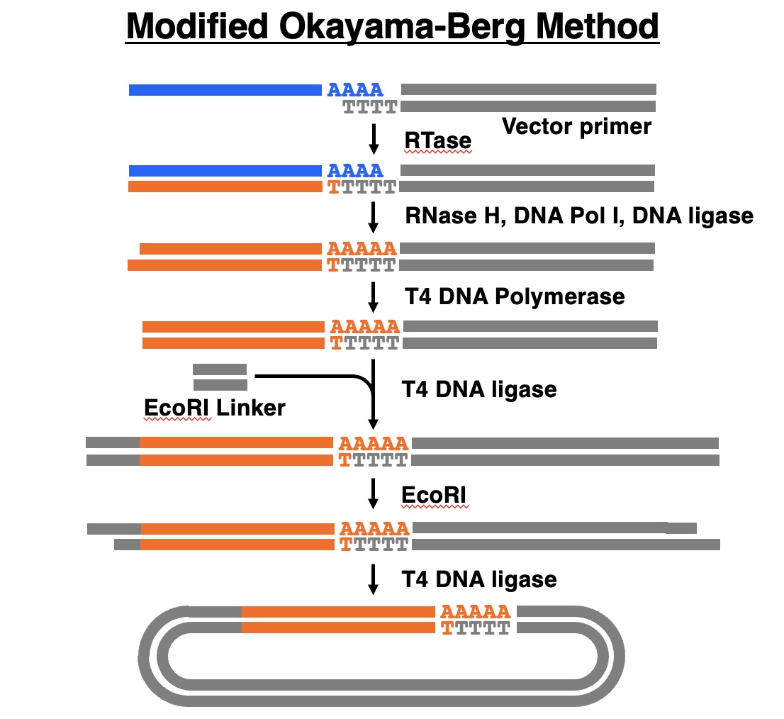 Modified Okayama-Berg method